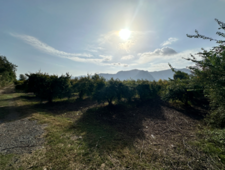 Zitrusgarten Zum Verkauf In Dalyan 7.014 M2