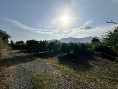 Zitrusgarten Zum Verkauf In Dalyan 7.014 M2