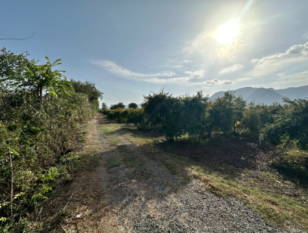 Zitrusgarten Zum Verkauf In Dalyan 7.014 M2