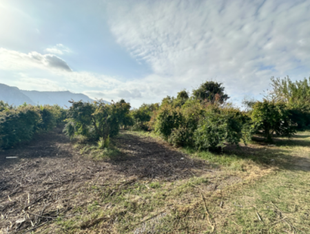 Zitrusgarten Zum Verkauf In Dalyan 7.014 M2