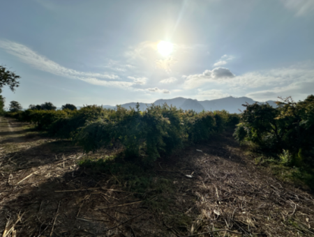 Zitrusgarten Zum Verkauf In Dalyan 7.014 M2