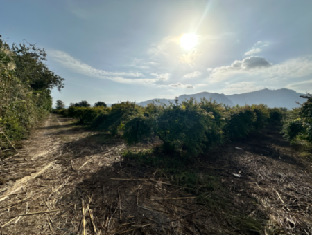 Zitrusgarten Zum Verkauf In Dalyan 7.014 M2