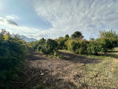 Zitrusgarten Zum Verkauf In Dalyan 7.014 M2