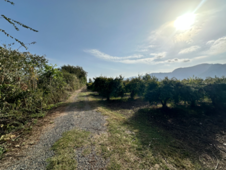 Citrus Garden For Sale In Dalyan 7.014 M2