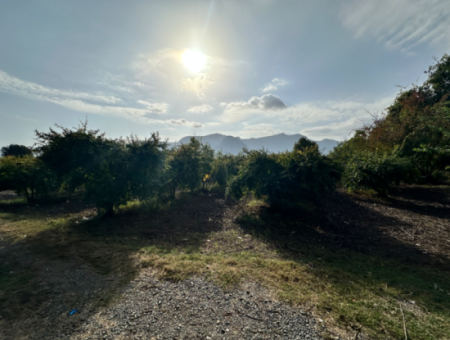 Citrus Garden For Sale In Dalyan 7.014 M2