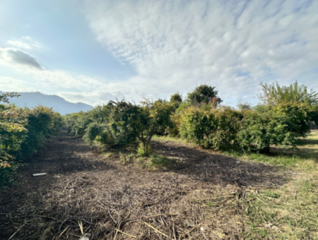 Citrus Garden For Sale In Dalyan 7.014 M2