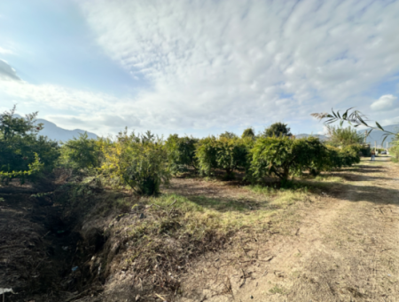 Citrus Garden For Sale In Dalyan 7.014 M2